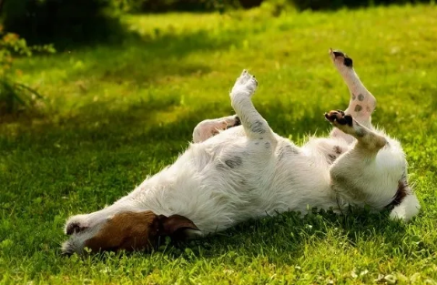 THE SECRET BEHIND HELPING RID YOUR DOG OF ITCHY & IRRITATED SKIN