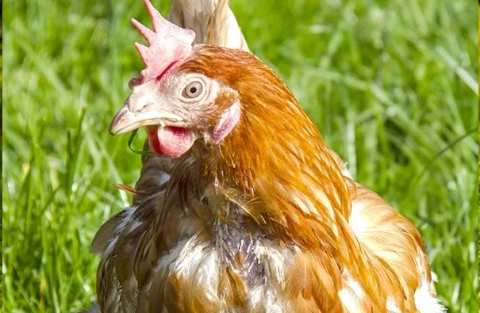 MOULTING IN CHICKENS