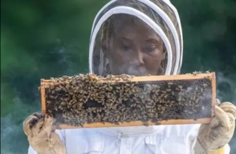 BEEKEEPING: WHAT TO CONSIDER BEFORE YOU START