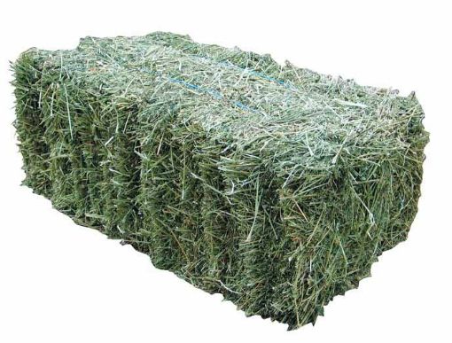 Picture of 1st Grade Lucerne Hay