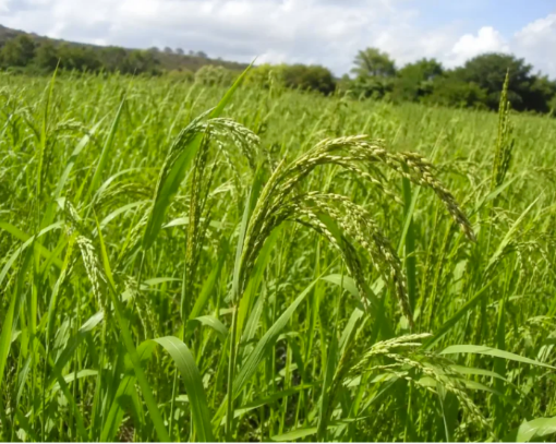 Picture of Shirohie Millet 20kg